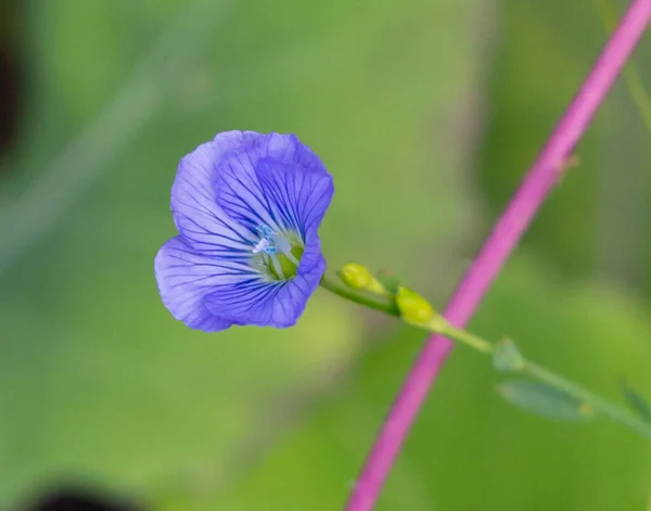 Tiro Foco Seletivo Uma Flor Linho — Fotografia de Stock