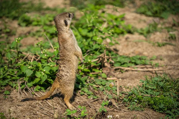 Lähikuva Meerkat Seisoo Maassa Peitetty Vehreys Auringonvalossa — kuvapankkivalokuva