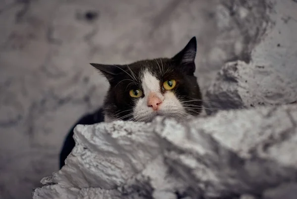 緑の目の猫のクローズアップショット — ストック写真