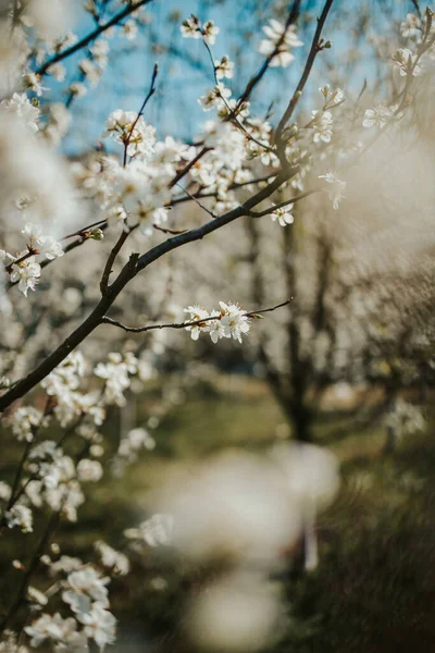 Primer Plano Lindas Flores Cerezo Bajo Luz Del Sol —  Fotos de Stock