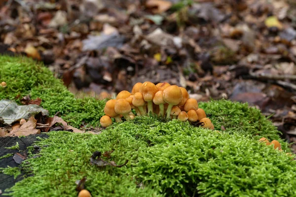 Gombák Szelektív Fókusza Erdőben — Stock Fotó