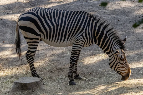 Ein Blick Auf Zebras Zoo — Stockfoto