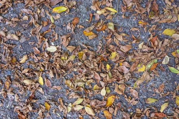 Yellow Leaves Fallen Trees Lie Concrete Surface — Stock Photo, Image