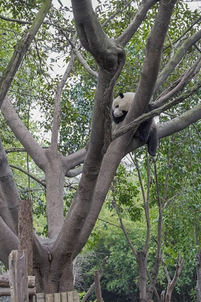 Disparo Vertical Panda Dormido — Foto de Stock