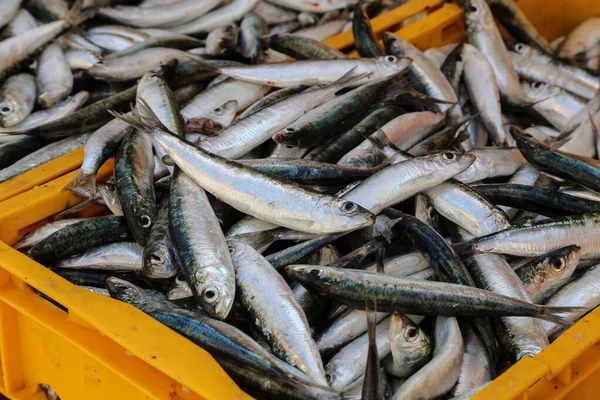 Peixe Marinho Diferente Num Mercado Peixe Croácia — Fotografia de Stock