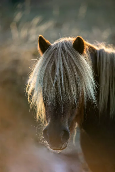 Ett Porträtt Söt Brun Häst Med Ljus Man — Stockfoto