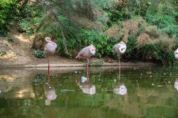 Closeup Shot Flamingos Lake — Stock Photo, Image