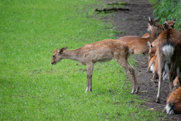 Närbild Rådjur Ett Fält — Stockfoto