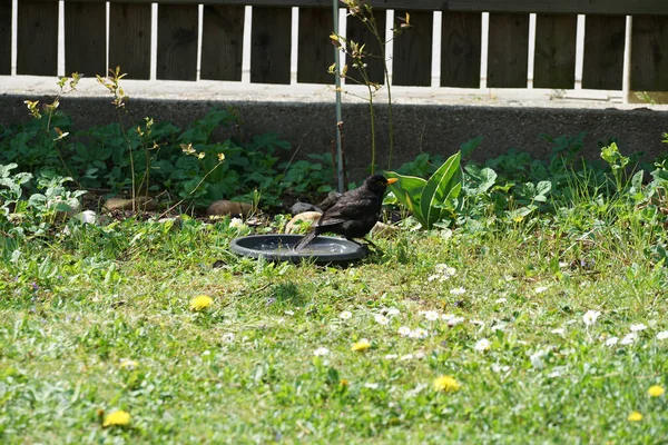 Чорний Птах Біля Миски Парку — стокове фото