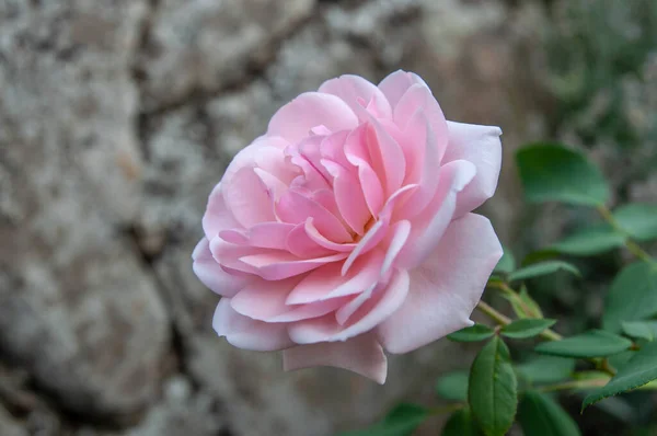 Primer Plano Una Rosa Rosa —  Fotos de Stock