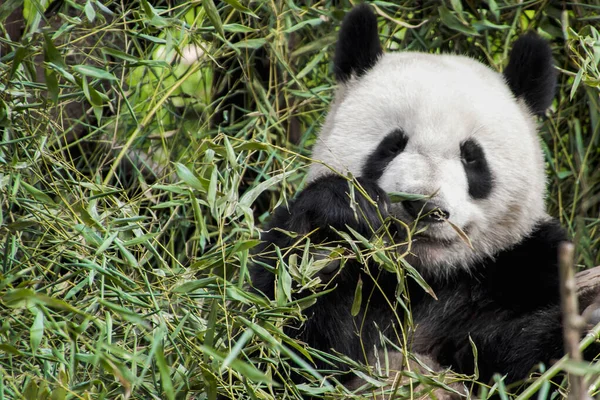 大熊猫吃竹子的特写镜头 — 图库照片