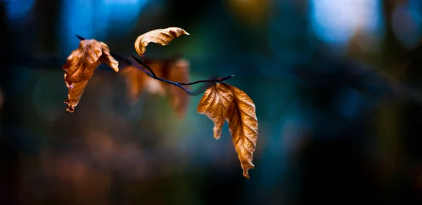 Primer Plano Una Rama Árbol Con Hojas Secas Sobre Fondo —  Fotos de Stock