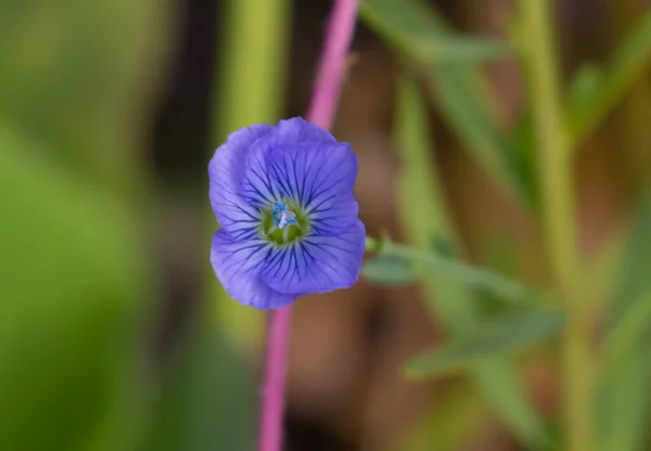 Selective Focus Shot Flax Flower — Stock Photo, Image