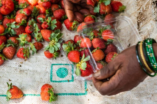 유기농 딸기를 분류하여 포장하고 고아에 농장에서 — 스톡 사진