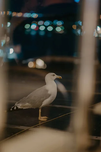 Een Verticaal Schot Van Een Meeuw Door Het Raam Istanbul — Stockfoto