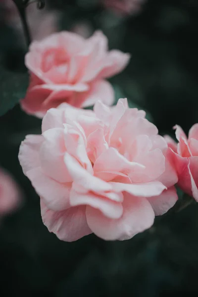 Μια Κάθετη Κοντινή Φωτογραφία Όμορφα Ροζ Τριαντάφυλλα Έναν Κήπο — Φωτογραφία Αρχείου