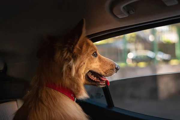 A cute domestic dog with his head out of the car window
