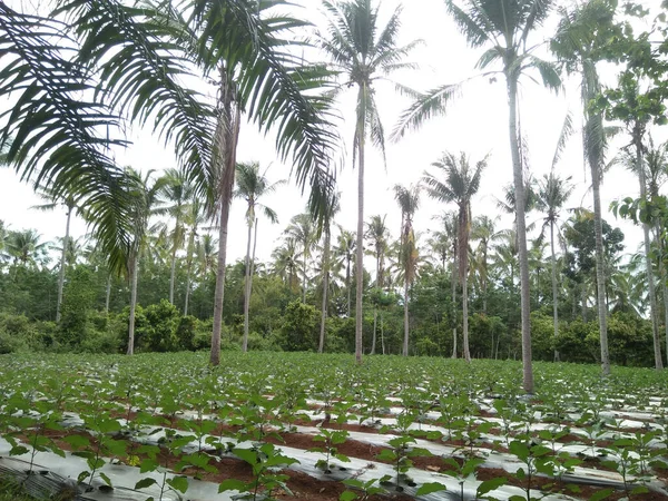 Disparo Plantación Berenjenas — Foto de Stock