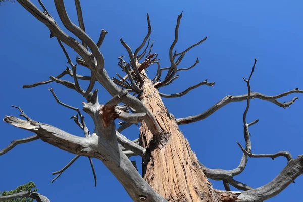 Tiro Ângulo Baixo Uma Árvore Ousada Com Céu Azul Fundo — Fotografia de Stock