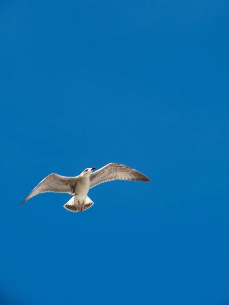 Disparo Vertical Una Gaviota Volando Sobre Fondo Azul Del Cielo — Foto de Stock