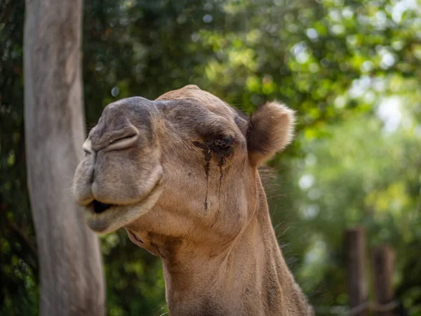Närbild Ett Ansikte Kamel — Stockfoto