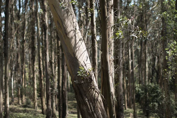 Крупный План Деревьев Лесу Солнечный День — стоковое фото