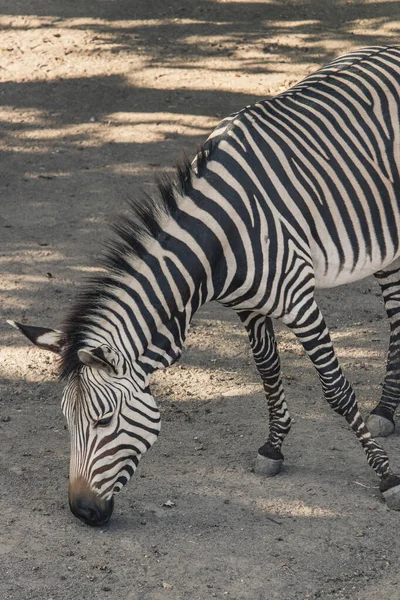 Zebranın Hayvanat Bahçesindeki Dikey Görüntüsü Telifsiz Stok Fotoğraflar