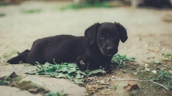 Closeup Shot Cute Black Puppy — Stock Photo, Image