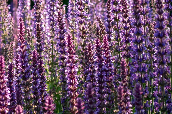 Närbild Lila Blommande Salvia Trädgård — Stockfoto
