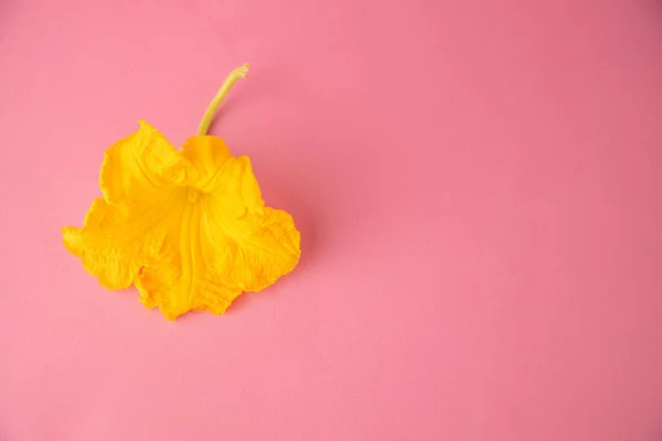 Μια Κορυφαία Άποψη Ενός Όμορφου Κίτρινου Λουλουδιού Φόντο Χρώματος Χώρο — Φωτογραφία Αρχείου