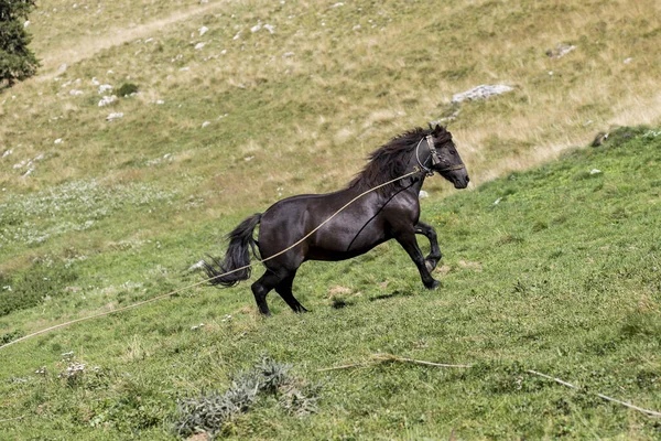 丘の上を走る美しい黒い馬 — ストック写真