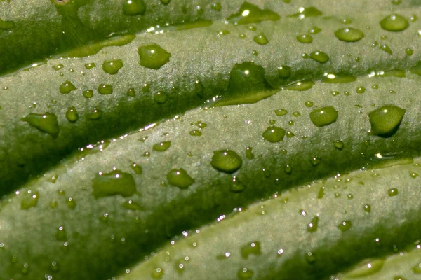Een Close Van Water Druppels Een Groen Blad — Stockfoto