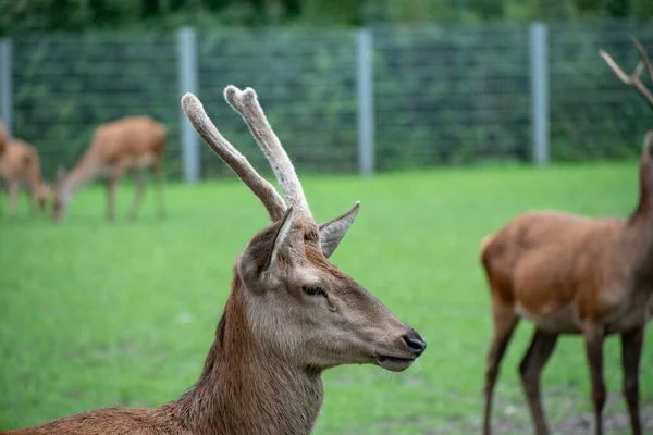 Närbild Rådjur Ett Fält — Stockfoto