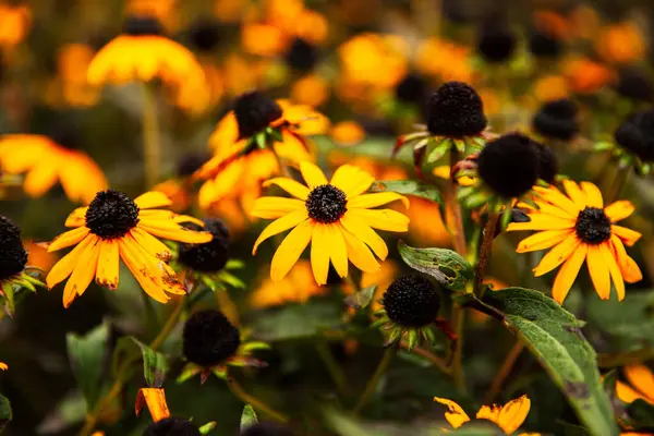 Primer Plano Flores Amarillas Florecientes — Foto de Stock