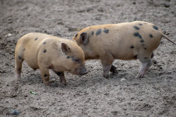 那两只小猪在农场里玩耍 — 图库照片
