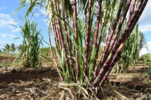 Detailní Záběr Rostoucí Cukrové Třtiny Plantáži — Stock fotografie