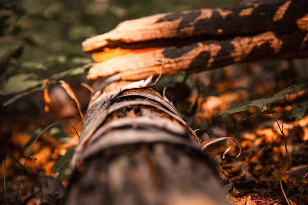Zbliżenie Ujęcia Drewna Lesie — Zdjęcie stockowe