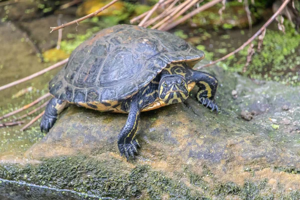 Eine Vertikale Aufnahme Der Sumpfschildkröte Auf Dem Felsen — Stockfoto