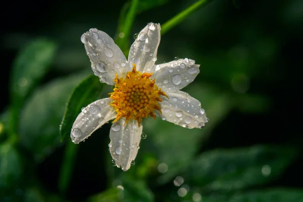 Zbliżenie Ujęcie Rumianku Kwiat Rozmytym Tle — Zdjęcie stockowe