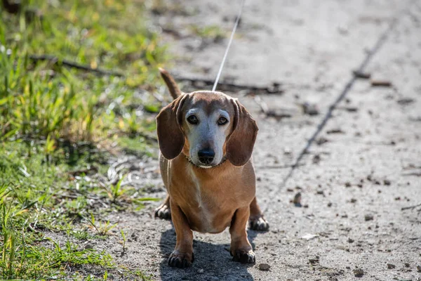 Tiro Perto Cão Rua — Fotografia de Stock