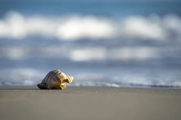 Seashell Sandy Beach Great Wallpapers — Stock Photo, Image