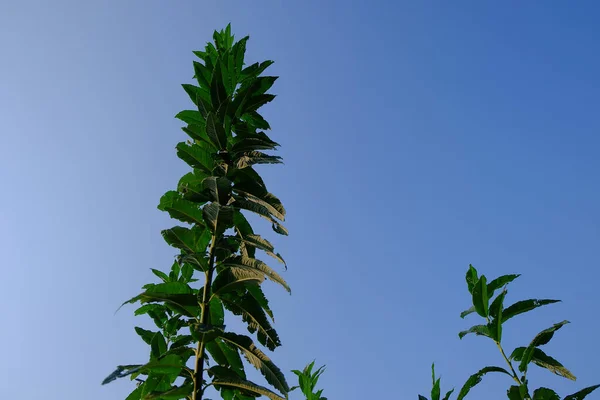 Close Uma Planta — Fotografia de Stock