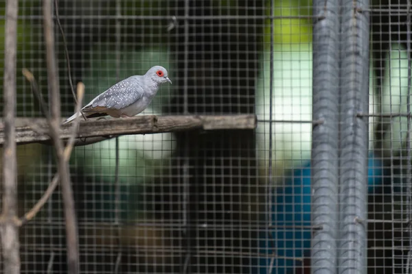 一种红色眼睛的灰色小鸟 栖息在笼中的树枝上 — 图库照片