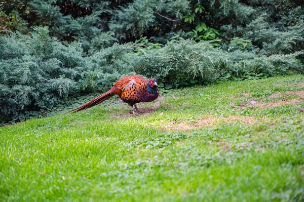 Closeup Shot Pheasant Field — Stock Photo, Image