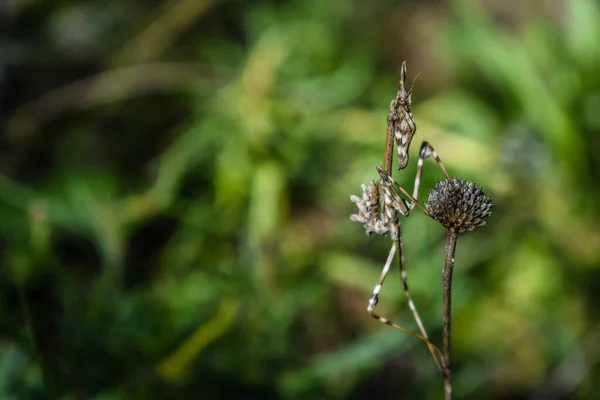 Μια Μακρο Φωτογραφία Ενός Εκπληκτικού Πλάσματος Καμουφλάζ Ένα Φυτό — Φωτογραφία Αρχείου