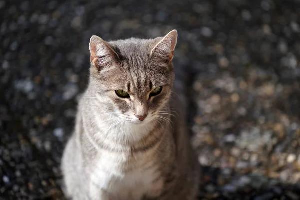 Gros Plan Chat Gris Sous Lumière Soleil — Photo