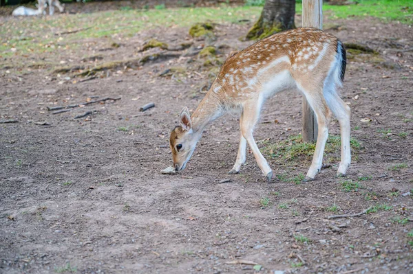 Oślepiony Jeleń Naturze — Zdjęcie stockowe