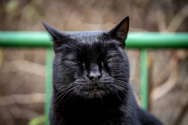Nahaufnahme Einer Mürrischen Schwarzen Katze Auf Verschwommenem Hintergrund — Stockfoto