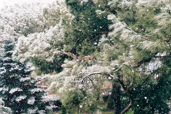 Beau Cliché Flocons Neige Tombant Sur Des Arbres Dans Parc — Photo