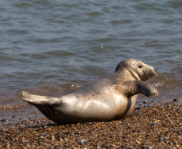 Ein Niedlicher Seelöwe Liegt Auf Den Kieselsteinen Der Küste Des — Stockfoto